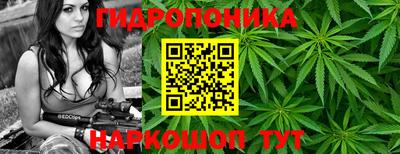 дмт Гай